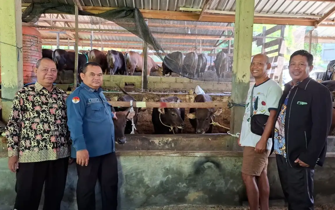 Pastikan Kelayakan, Kemenag Barito Utara Lakukan Pengecekan Hewan Kurban